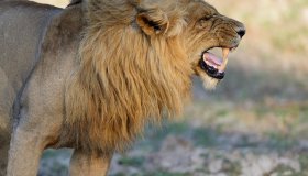 Lion (Panthera leo), male, flehming, Lower Zambezi National Park, Zambia