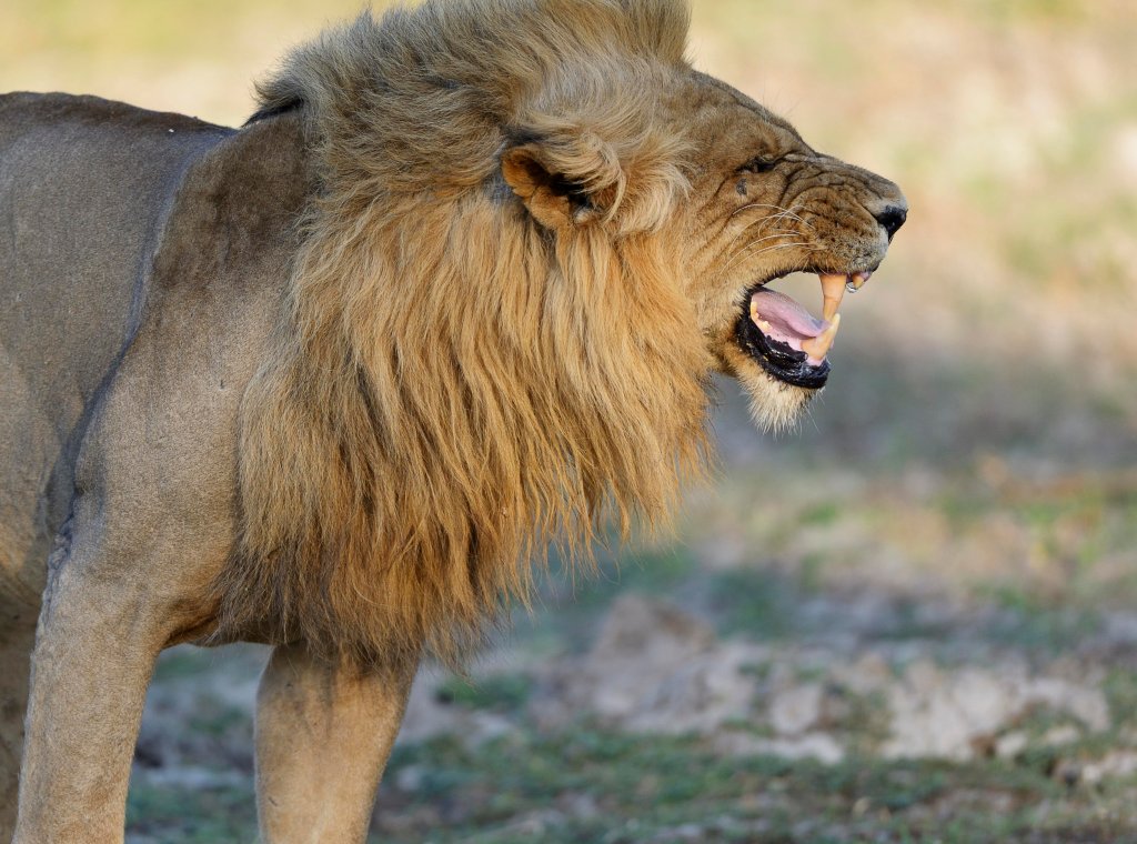 Lion (Panthera leo), male, flehming, Lower Zambezi National Park, Zambia