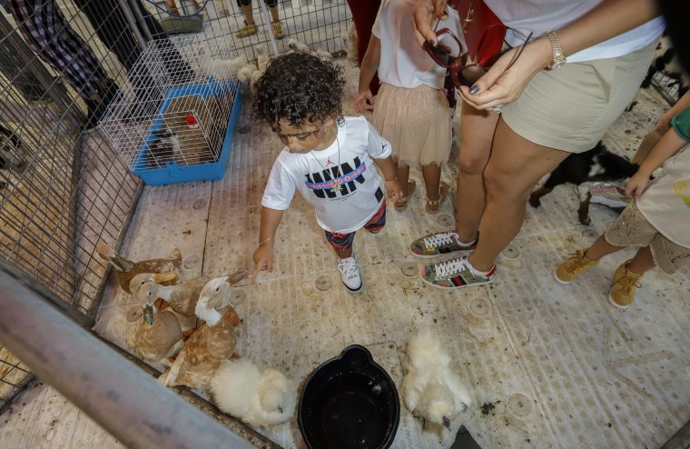 Asahd hits the petting zoo.