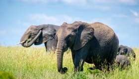 Elephant traffic