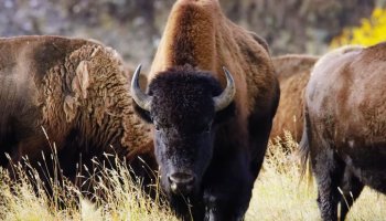 American Bison Walked In The Savanna