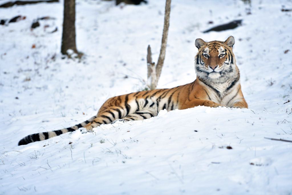 Animals At The Bronx Zoo