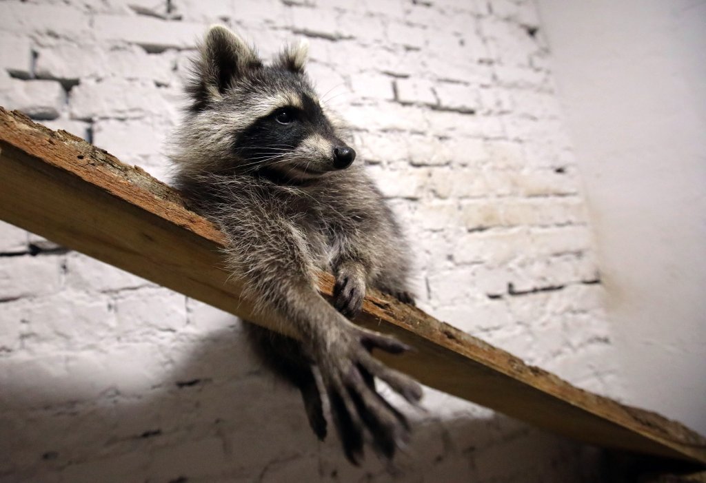 A racoon that lives in the "Racoon cafe" relaxes on a wooden plank with bark imitating its natural habitat, Kharkiv, northeastern Ukraine, August 9, 2019. Ukrinform. /VVB/