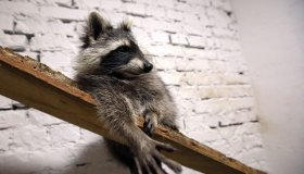 A racoon that lives in the "Racoon cafe" relaxes on a wooden plank with bark imitating its natural habitat, Kharkiv, northeastern Ukraine, August 9, 2019. Ukrinform. /VVB/