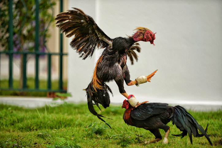 Close-Up Of Rooster