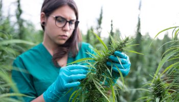 Young woman examining cannabis plants.