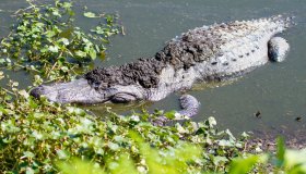 Alligator in a swamp