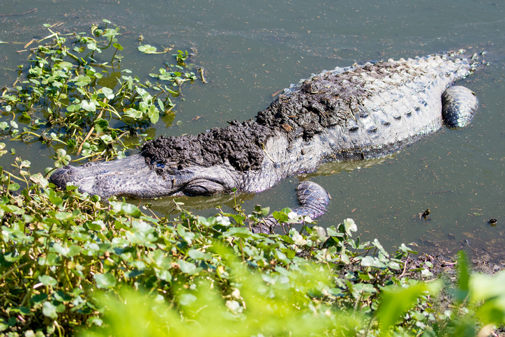 Alligator in a swamp