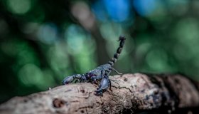 A Big Black Scorpion In The Forest