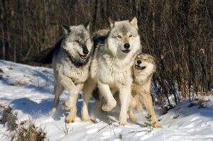 Wolf, Canus lupus, two subservient members of pack greeting alpha male, Minnesota, USA