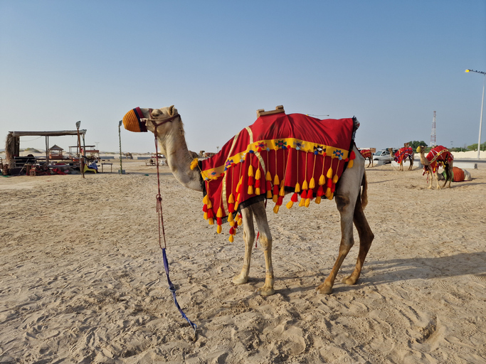 #BRUHNews: Russian Man Mauled To Death By Camel He Punched