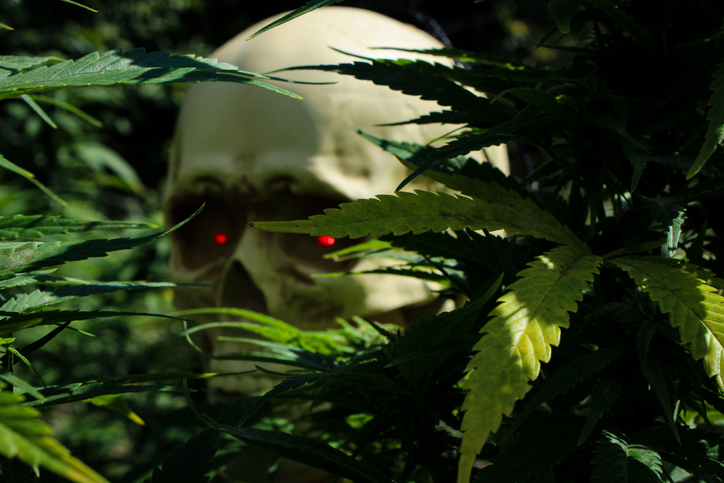 Scary skeleton hiding behind the cannabis plants