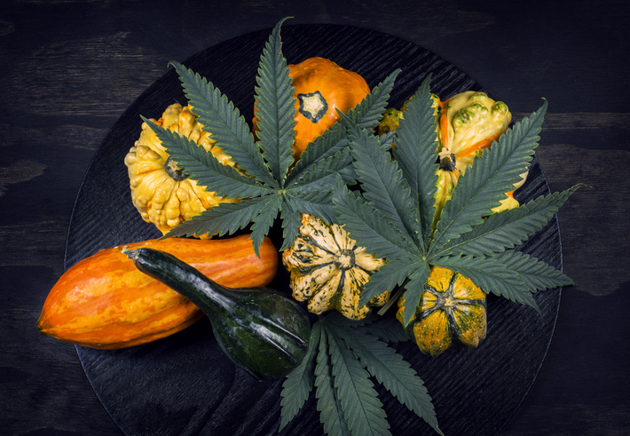 Thanksgiving background with autumnal squash, gourds and cannabis leaf