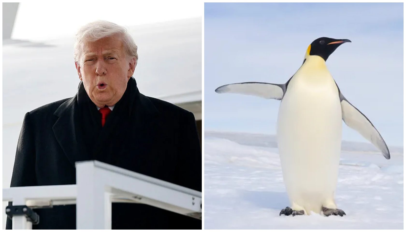 Trump White House Clowned For Penguin Post Fail 