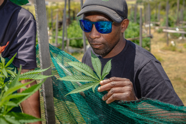 Close-Up of Black Farm Worker Inspecting Cannabis Leaf