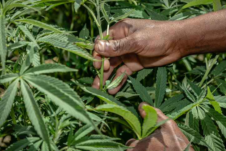 hiphopwired.com - D.L. Chandler - For Papas Who Puff & Dads Who Dab: Check Out Our 2026 Father's Day Cannabis Gift Guide