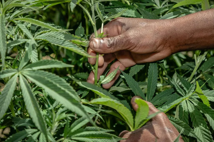 Close-up of Hands of a Black Male Farm Worker Defoliating Cannabis Plant on Legal Marijuana Farm